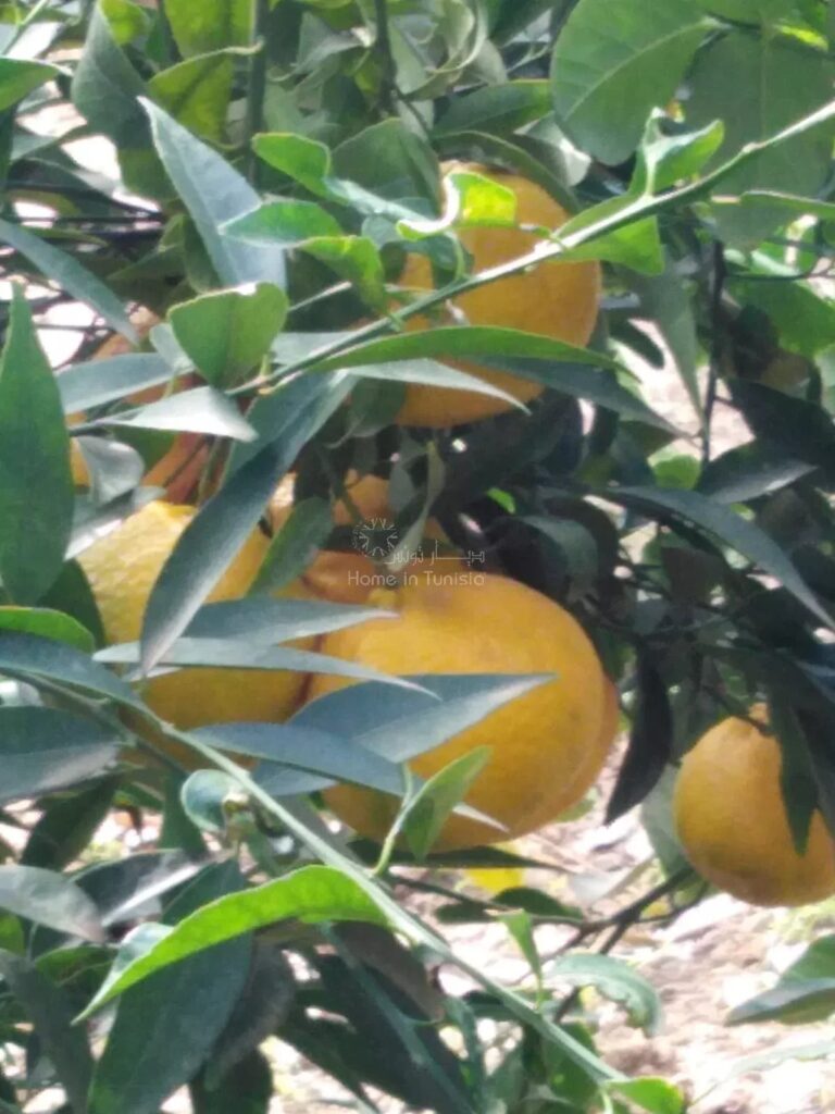 Ferme à Vendre à Hammamet Sud