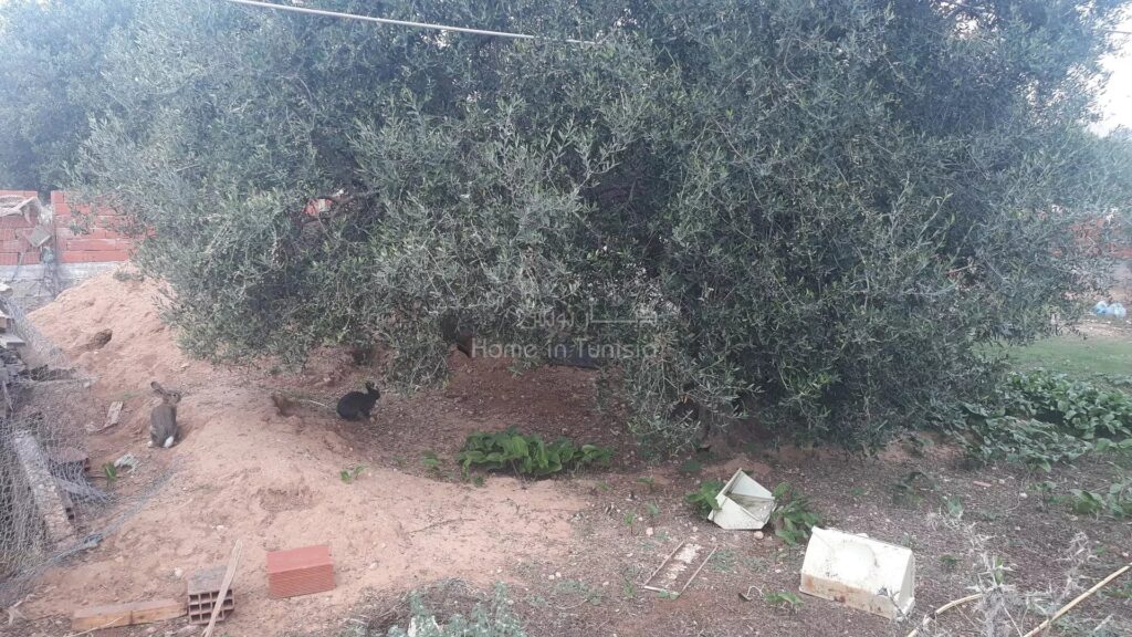 À SAISIR – Terrain Agricole à Vendre près de la Route Principale