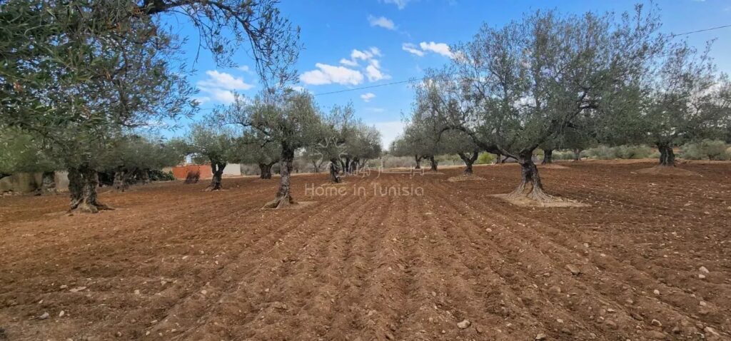 À Vendre – Maisons de Campagne avec Terrain Agricole à Kalaa Sghira