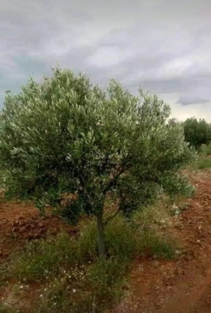 À Vendre : Ferme d’Exception à Kondar – Opportunité Rare