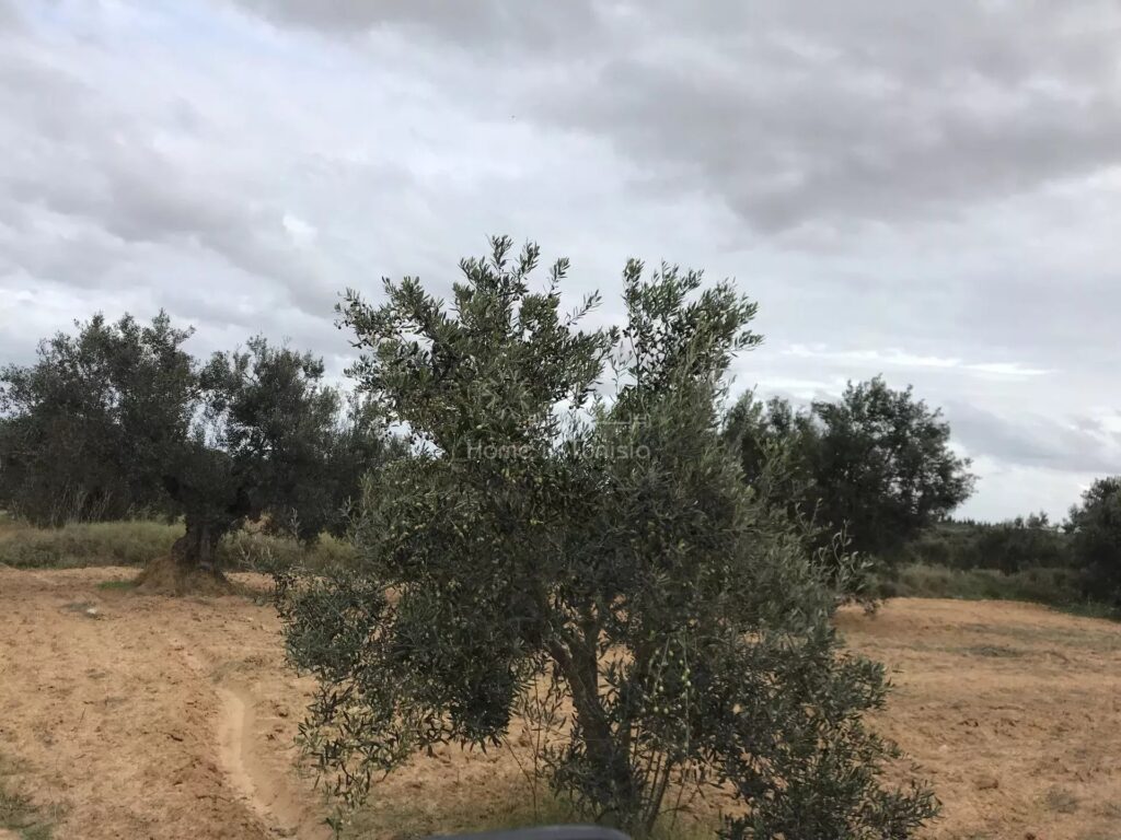 Terrain sur l&rsquo;autoroute kalaa kebira tunis