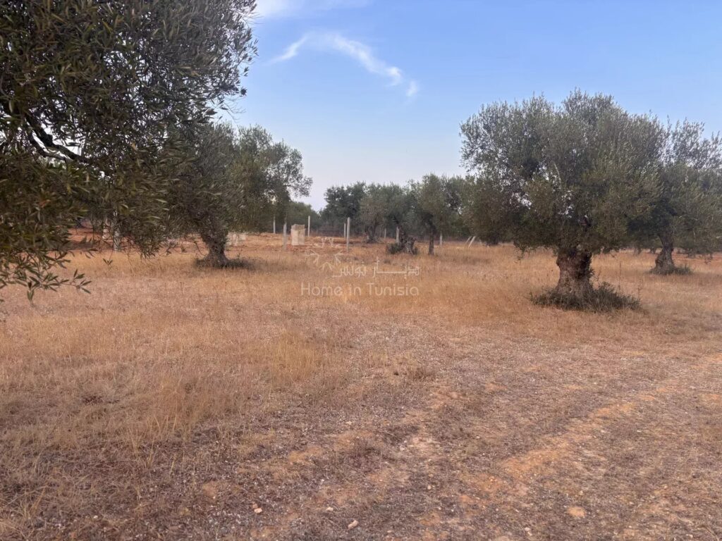 🌿 أرض فلاحية للبيع – فرصة نادرة في شط مريم