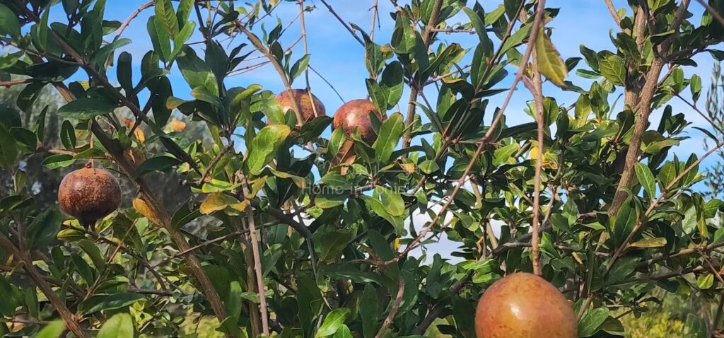 إعلان عقاري: مزرعة للبيع في القلعة الكبرى